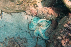 chobotnice1