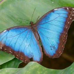 Motýlárium